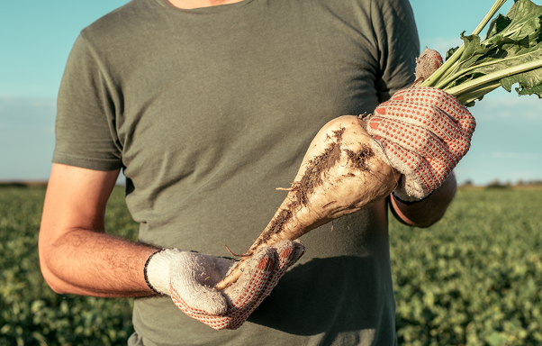 Türkiye'nin Şekerini Üretiyor