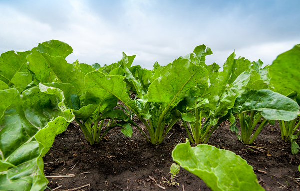 Doğal Şekerin Geleceği